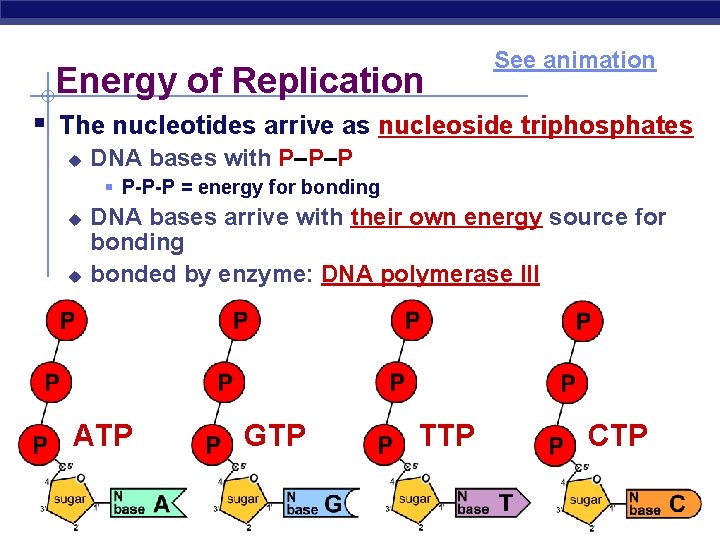 Energy of Replication See animation § The nucleotides arrive as nucleoside triphosphates u DNA