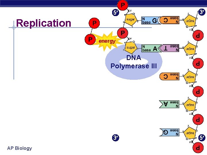 5 3 Replication energy DNA Polymerase III 3 AP Biology 5 