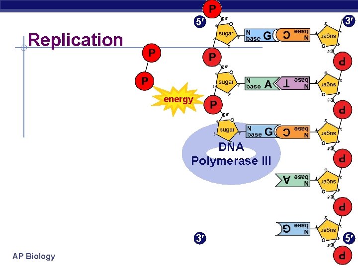 5 3 Replication energy DNA Polymerase III 3 AP Biology 5 