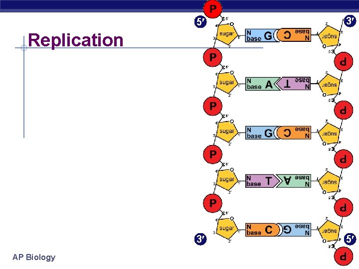 5 3 3 5 Replication AP Biology 