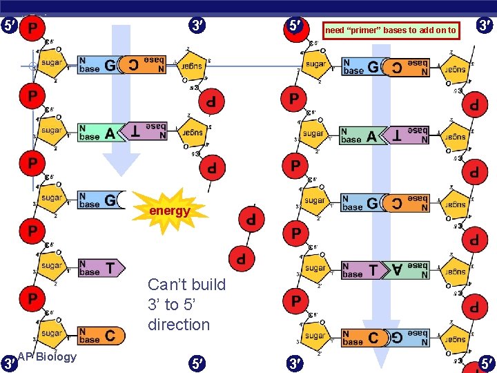 5 3 5 need “primer” bases to add on to 3 energy Can’t build