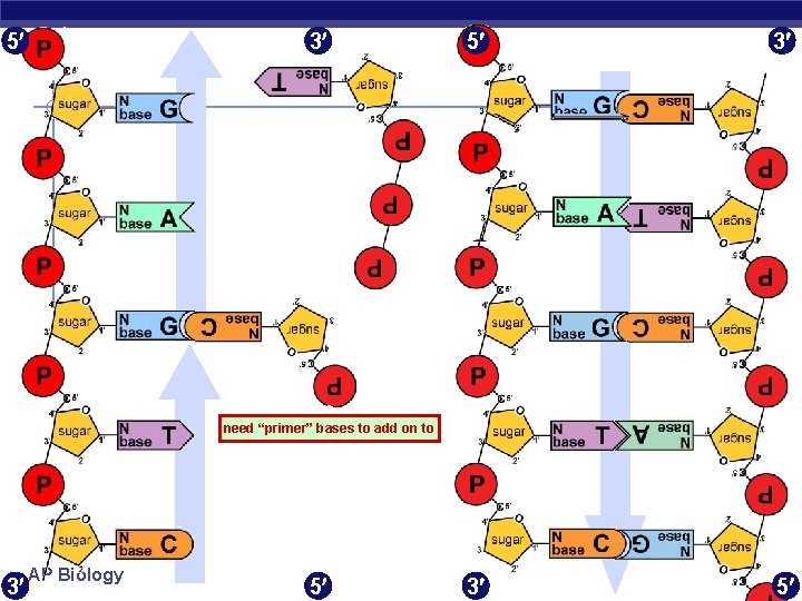 5 3 3 5 need “primer” bases to add on to 3 AP Biology