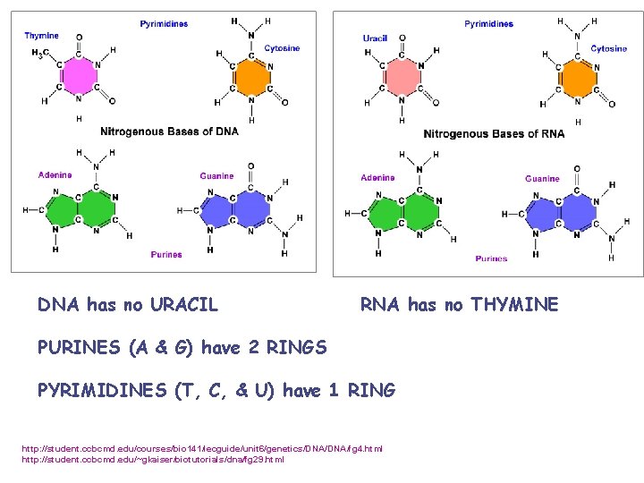 DNA has no URACIL RNA has no THYMINE PURINES (A & G) have 2