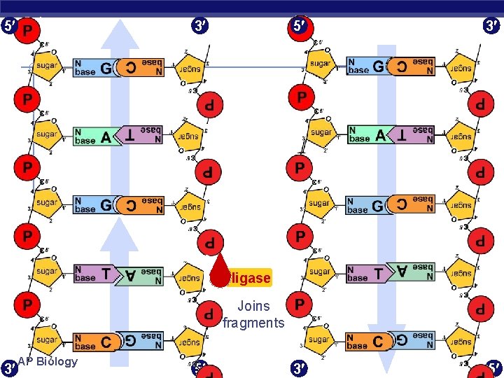 5 3 3 5 ligase Joins fragments 3 AP Biology 5 