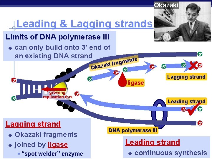 Okazaki Leading & Lagging strands Limits of DNA polymerase III u can only build