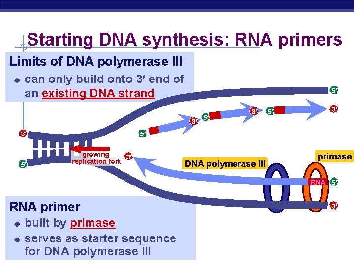 Starting DNA synthesis: RNA primers Limits of DNA polymerase III u can only build