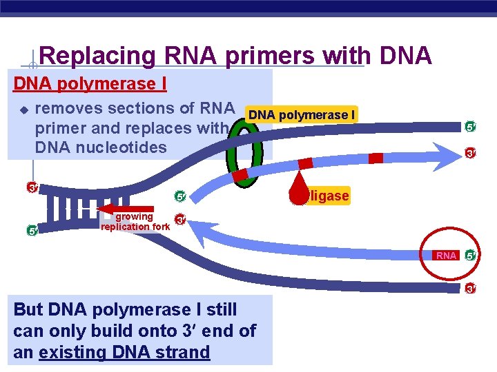 Replacing RNA primers with DNA polymerase I u removes sections of RNA primer and