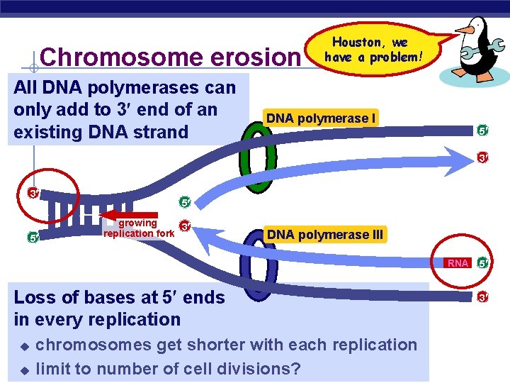 Chromosome erosion All DNA polymerases can only add to 3 end of an existing