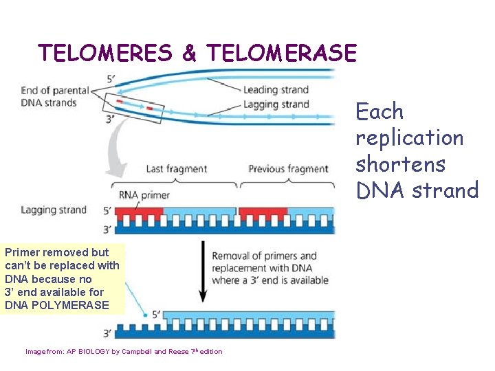 TELOMERES & TELOMERASE Each replication shortens DNA strand Primer removed but can’t be replaced