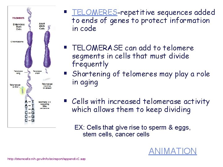 § TELOMERES-repetitive sequences added to ends of genes to protect information in code §