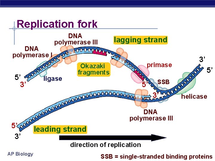 Replication fork DNA polymerase I 5’ 3’ DNA polymerase III ligase lagging strand primase Replication fork DNA polymerase I 5’ 3’ DNA polymerase III ligase lagging strand primase