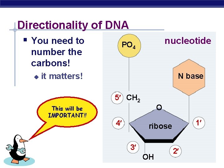 Directionality of DNA § You need to PO 4 nucleotide number the carbons! u