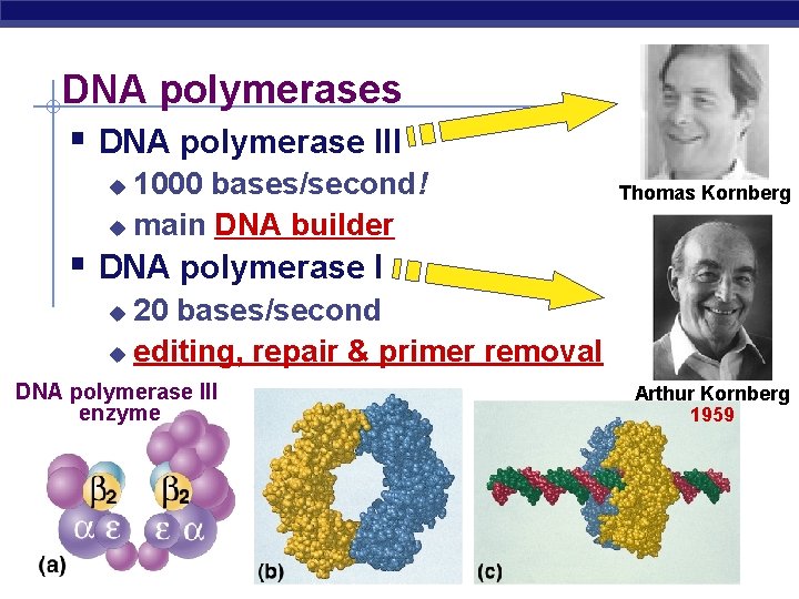 DNA polymerases § DNA polymerase III 1000 bases/second! u main DNA builder u Thomas