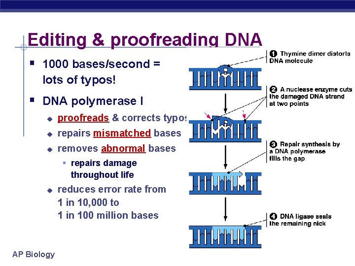 Editing & proofreading DNA § 1000 bases/second = lots of typos! § DNA polymerase