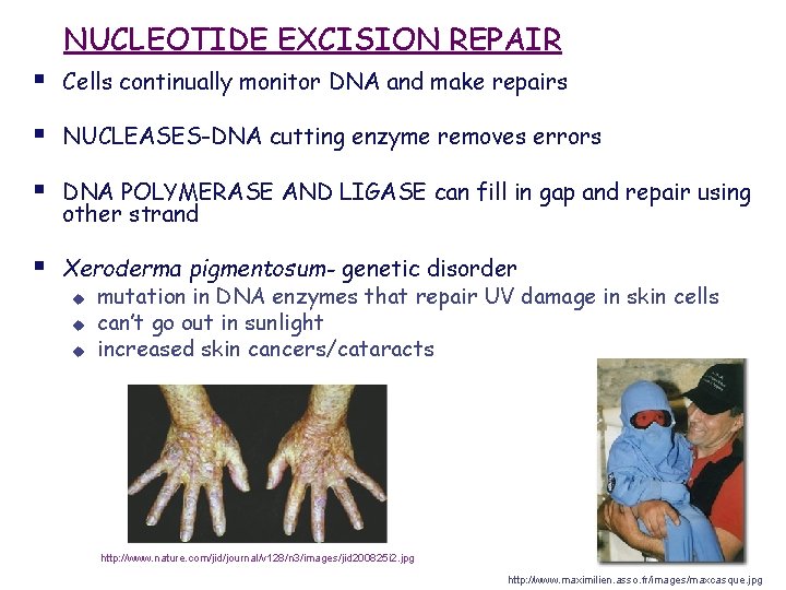 NUCLEOTIDE EXCISION REPAIR § Cells continually monitor DNA and make repairs § NUCLEASES-DNA cutting