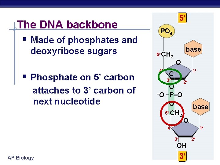 The DNA backbone § Made of phosphates and deoxyribose sugars § Phosphate on 5’