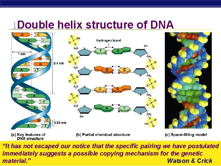 Double helix structure of DNA “It has not escaped our notice that the specific