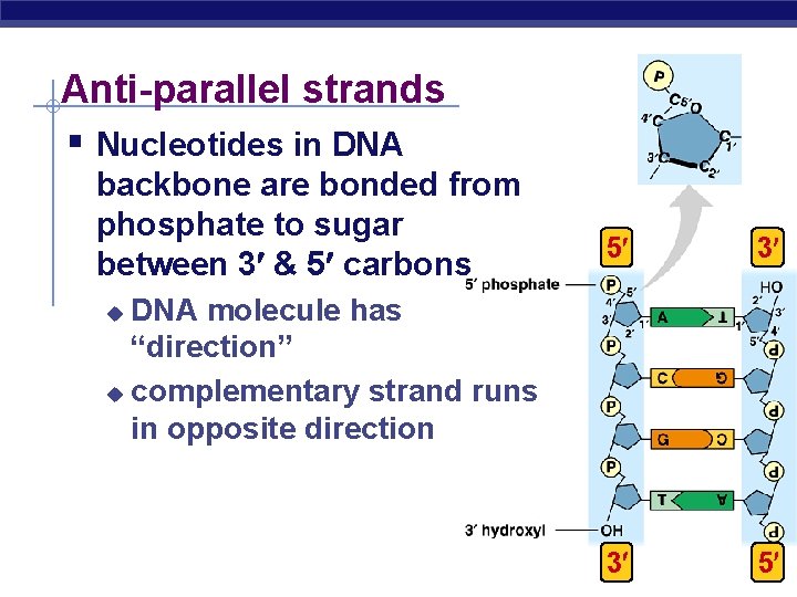 Anti-parallel strands § Nucleotides in DNA backbone are bonded from phosphate to sugar between