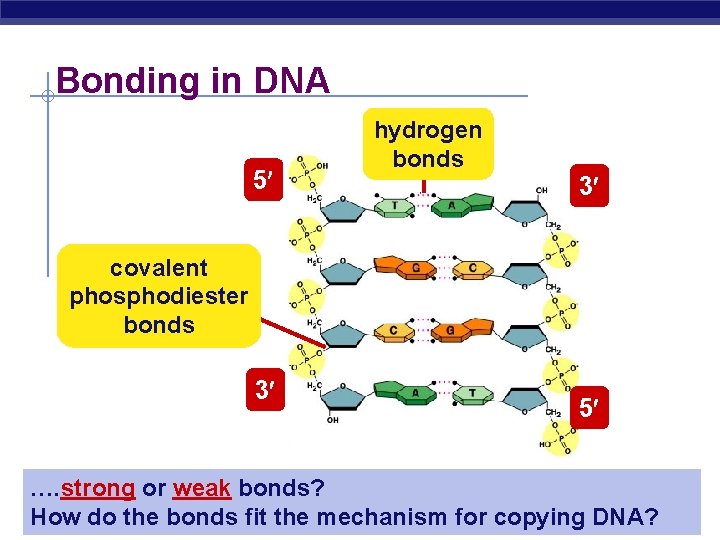 Bonding in DNA 5 hydrogen bonds 3 covalent phosphodiester bonds 3 5 …. strong