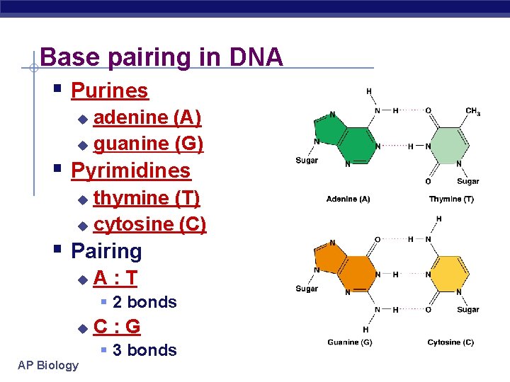 Base pairing in DNA § Purines adenine (A) u guanine (G) u § Pyrimidines