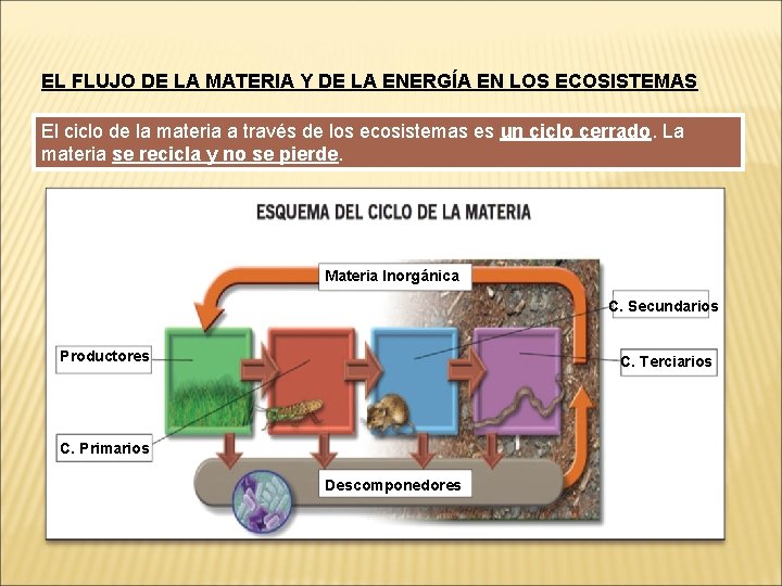 EL FLUJO DE LA MATERIA Y DE LA ENERGÍA EN LOS ECOSISTEMAS El ciclo