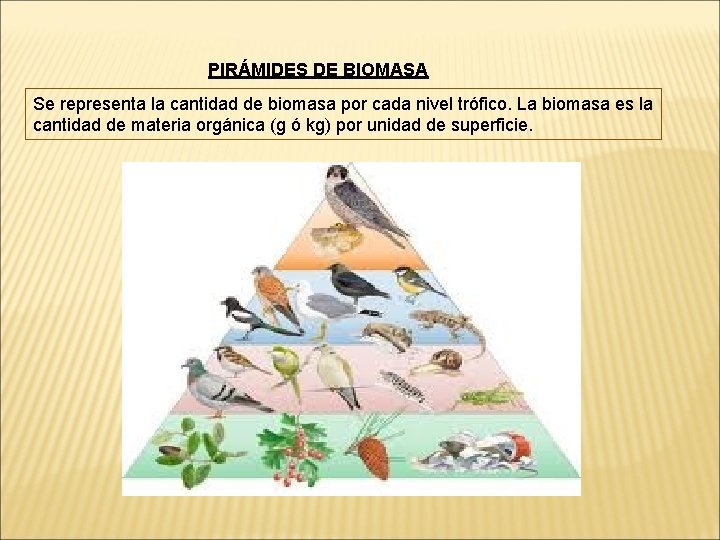 PIRÁMIDES DE BIOMASA Se representa la cantidad de biomasa por cada nivel trófico. La