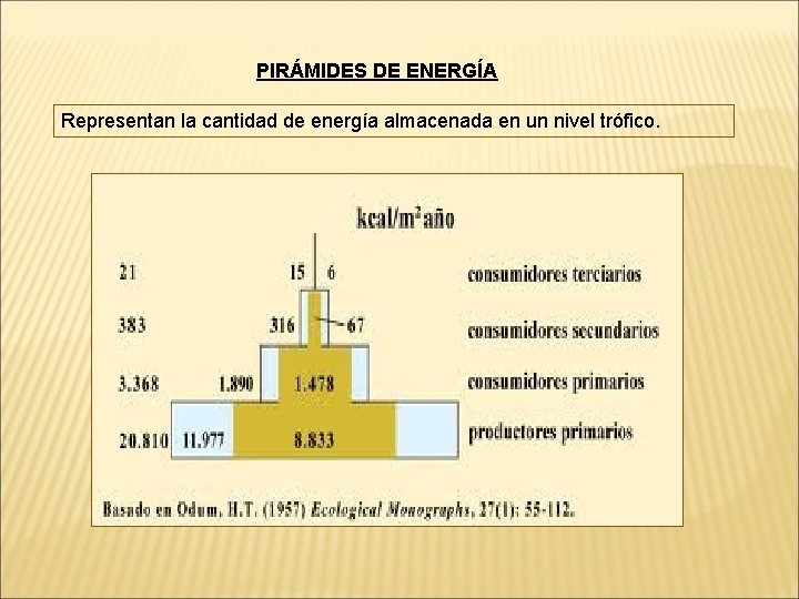 PIRÁMIDES DE ENERGÍA Representan la cantidad de energía almacenada en un nivel trófico. 