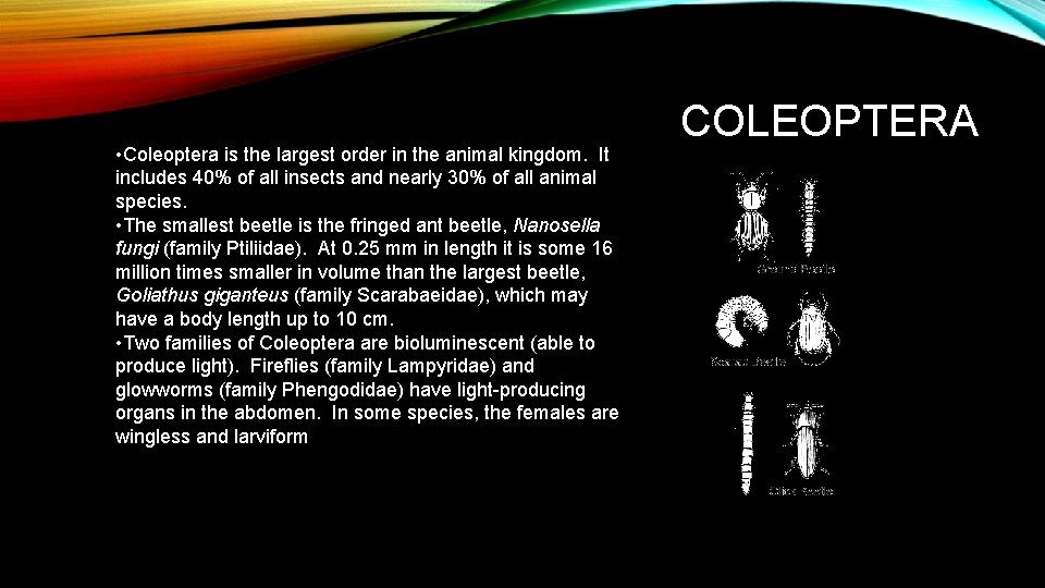  • Coleoptera is the largest order in the animal kingdom. It includes 40%