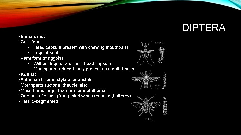 DIPTERA • Immatures: • Culiciform • Head capsule present with chewing mouthparts • Legs
