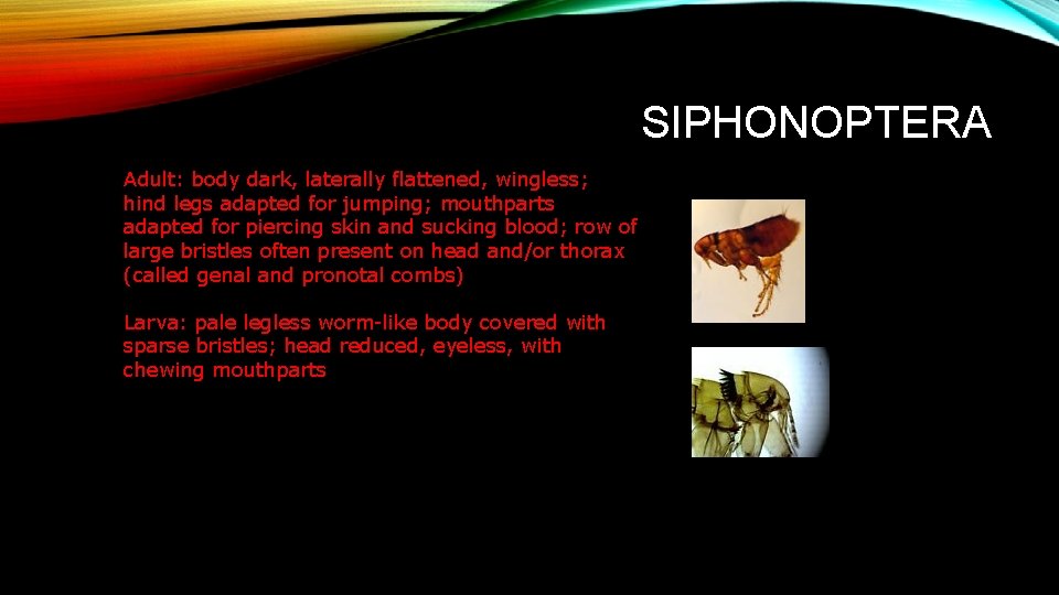 SIPHONOPTERA Adult: body dark, laterally flattened, wingless; hind legs adapted for jumping; mouthparts adapted