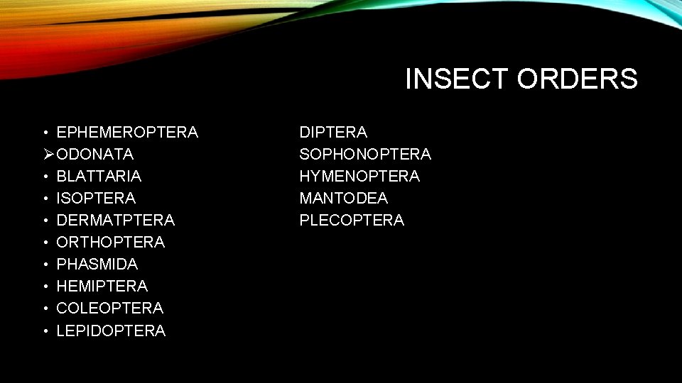 INSECT ORDERS • EPHEMEROPTERA ØODONATA • BLATTARIA • ISOPTERA • DERMATPTERA • ORTHOPTERA •