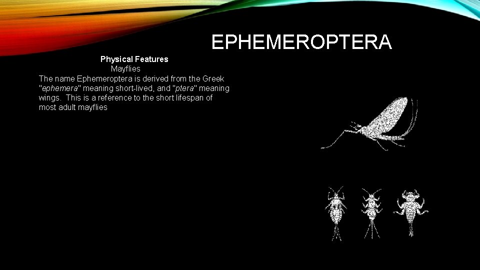 EPHEMEROPTERA Physical Features Mayflies The name Ephemeroptera is derived from the Greek "ephemera" meaning