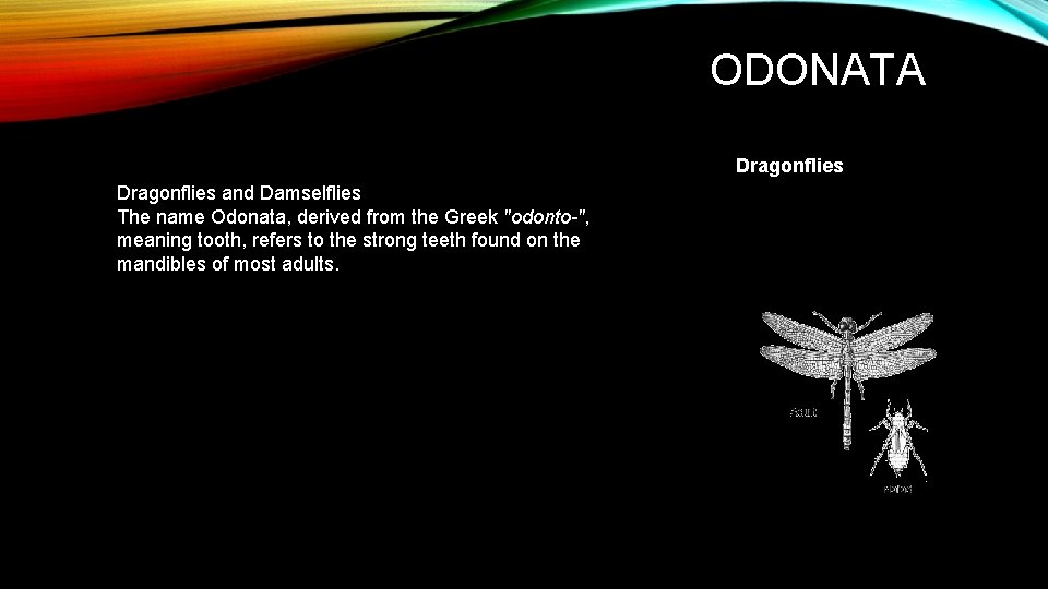 ODONATA Dragonflies and Damselflies The name Odonata, derived from the Greek "odonto-", meaning tooth,