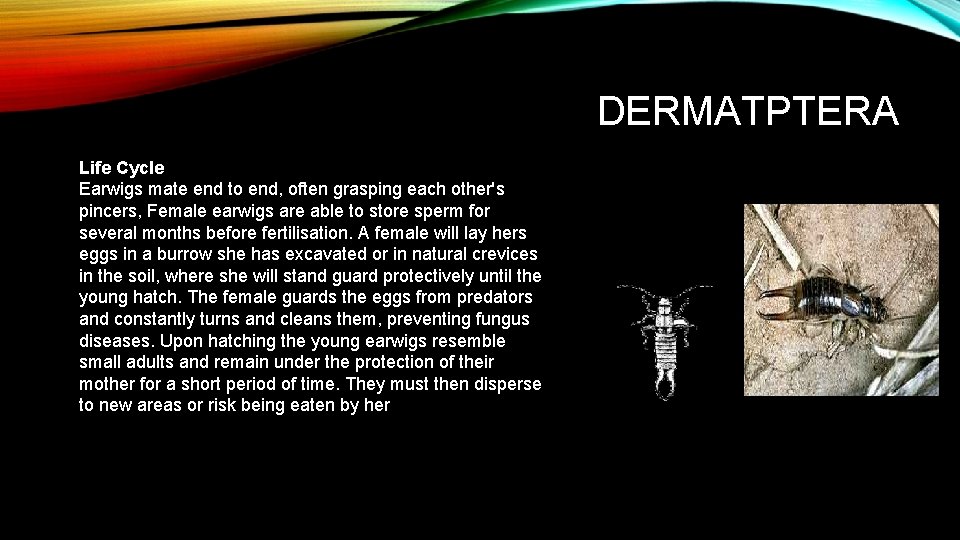 DERMATPTERA Life Cycle Earwigs mate end to end, often grasping each other's pincers, Female