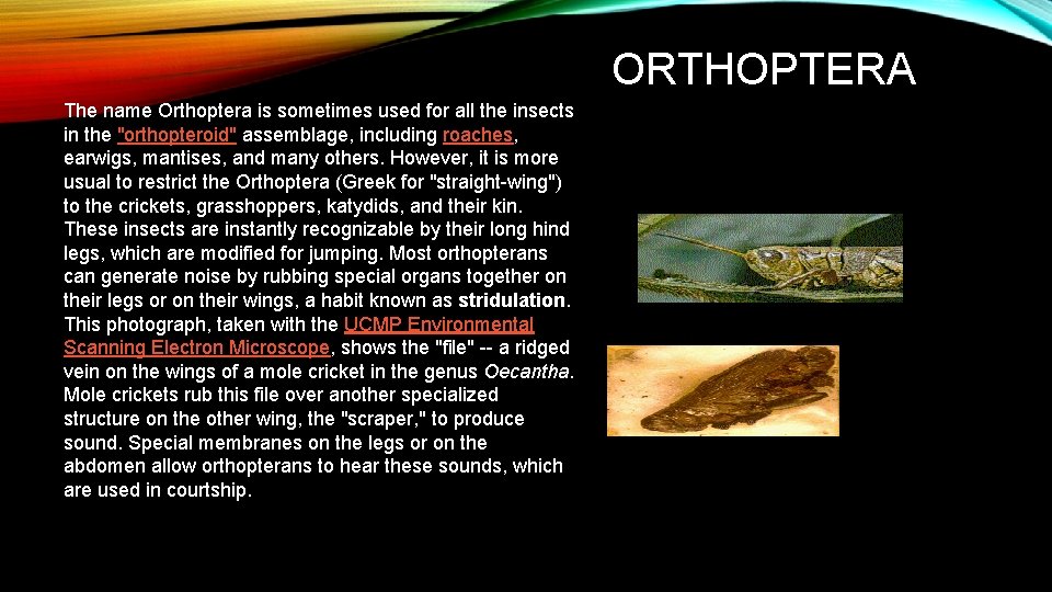 ORTHOPTERA The name Orthoptera is sometimes used for all the insects in the "orthopteroid"