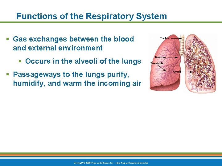 Functions of the Respiratory System § Gas exchanges between the blood and external environment