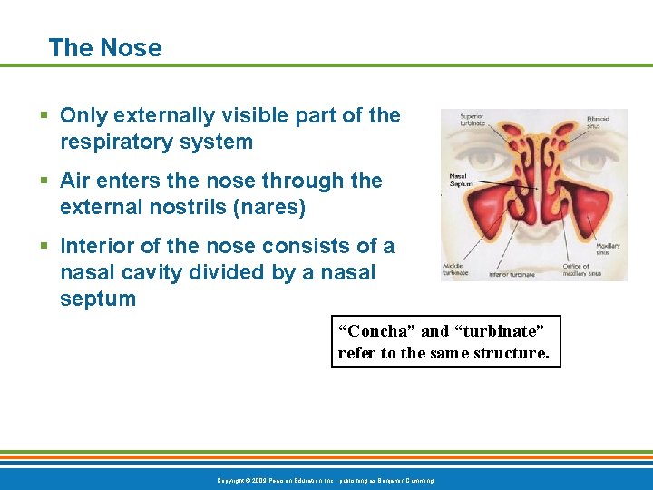 The Nose § Only externally visible part of the respiratory system § Air enters