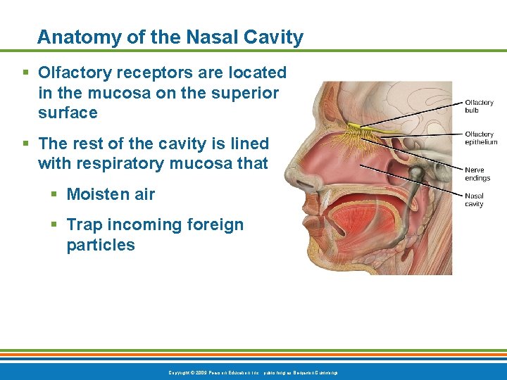 Anatomy of the Nasal Cavity § Olfactory receptors are located in the mucosa on