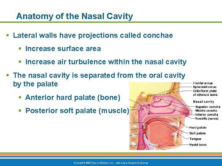 Anatomy of the Nasal Cavity § Lateral walls have projections called conchae § Increase