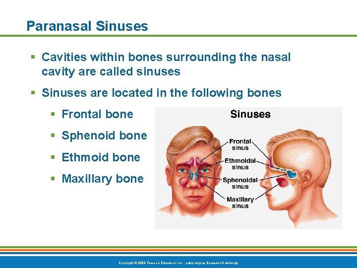 Paranasal Sinuses § Cavities within bones surrounding the nasal cavity are called sinuses §