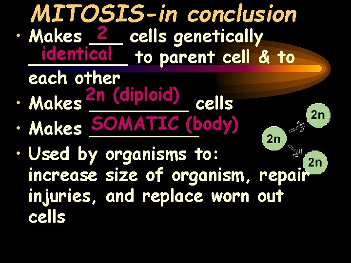 MITOSIS-in conclusion 2 cells genetically • Makes ___ identical to parent cell & to