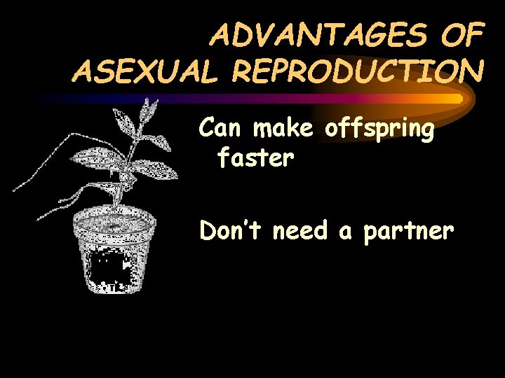 ADVANTAGES OF ASEXUAL REPRODUCTION Can make offspring faster Don’t need a partner 