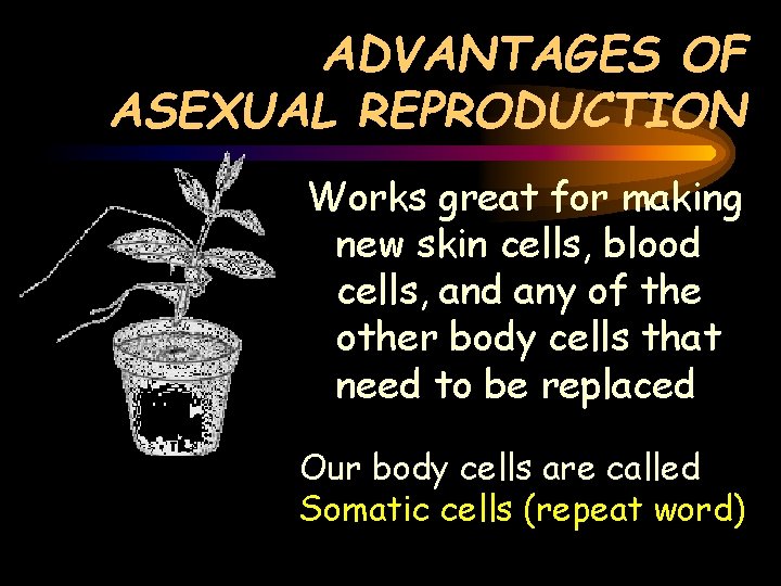 ADVANTAGES OF ASEXUAL REPRODUCTION Works great for making new skin cells, blood cells, and