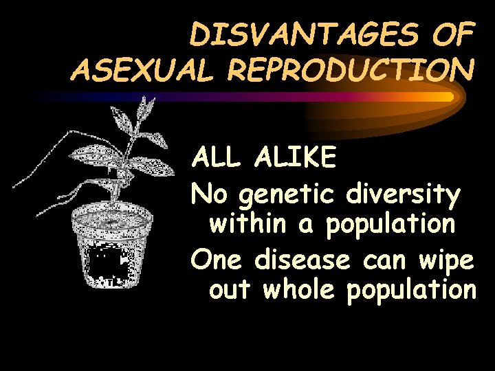 DISVANTAGES OF ASEXUAL REPRODUCTION ALL ALIKE No genetic diversity within a population One disease