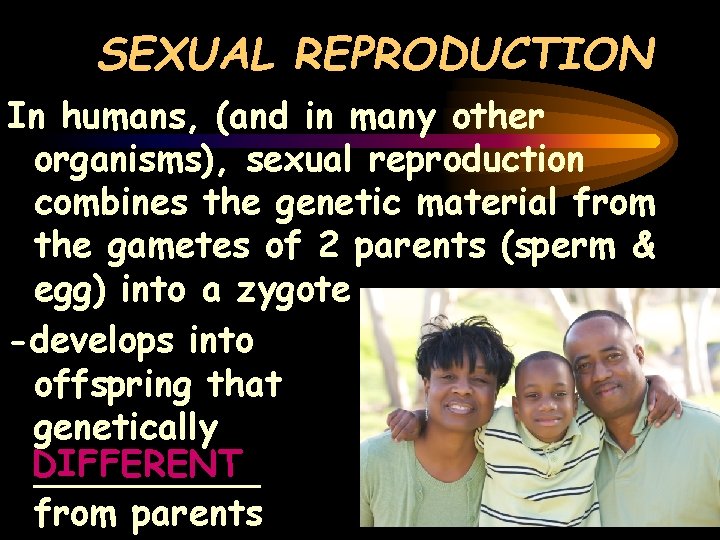 SEXUAL REPRODUCTION In humans, (and in many other organisms), sexual reproduction combines the genetic