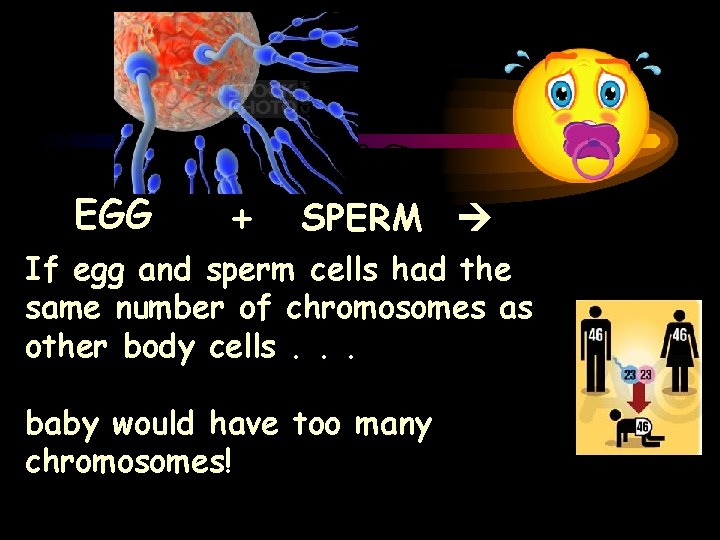 EGG + SPERM If egg and sperm cells had the same number of chromosomes