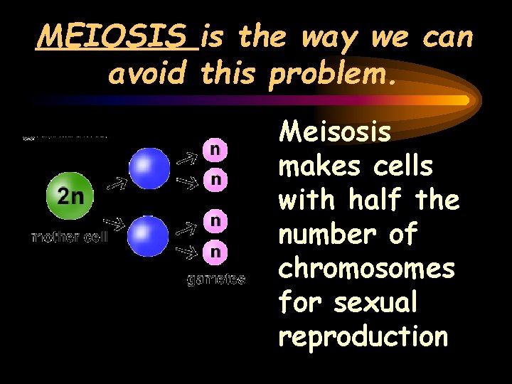 MEIOSIS is the way we can avoid this problem. Meisosis makes cells with half
