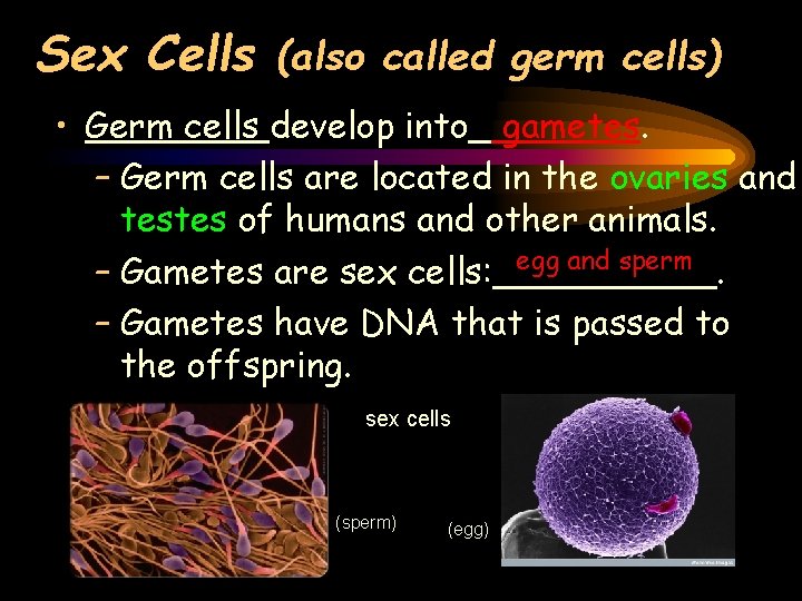 Sex Cells (also called germ cells) • Germ cells develop into_ gametes. – Germ