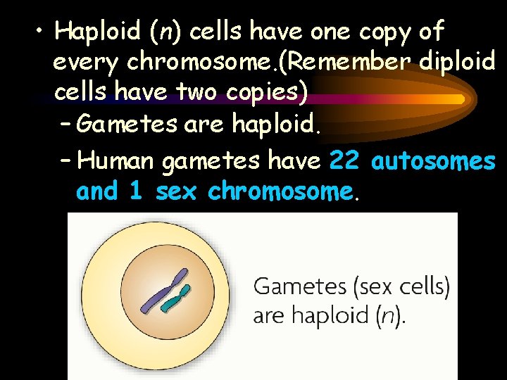  • Haploid (n) cells have one copy of every chromosome. (Remember diploid cells