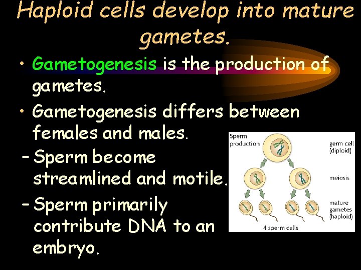 Haploid cells develop into mature gametes. • Gametogenesis is the production of gametes. •